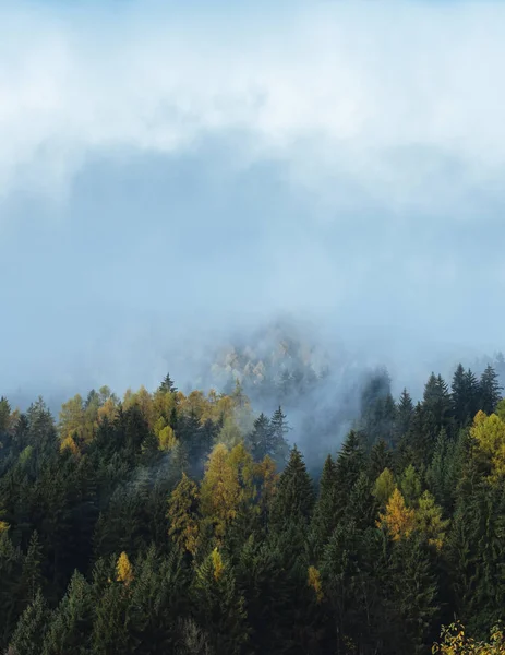 Strati Nuvole Basse Che Ricoprono Foresta Alpina Alto Adige — Foto Stock