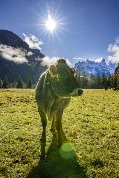 Cows graze on alpine hills in sun beams, Italian Alps in South Tyrol