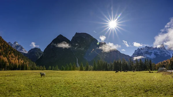 Cows graze on alpine hills in sun beams, Italian Alps in South Tyrol