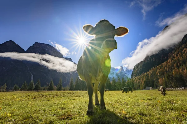 Vacas Pastam Colinas Alpinas Raios Sol Alpes Italianos Tirol Sul — Fotografia de Stock
