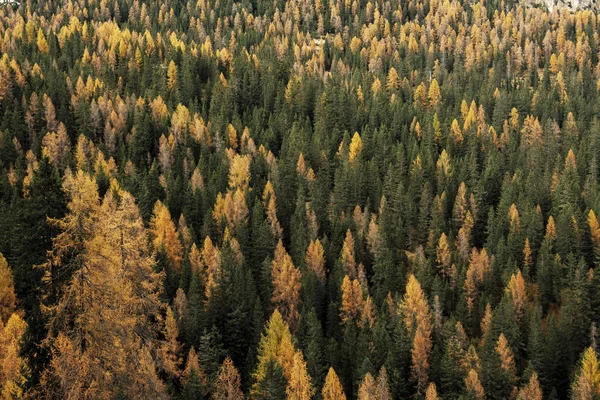 Widok Lotu Ptaka Las Alpach Włoskich Jesienią — Zdjęcie stockowe