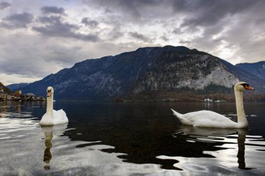 Avusturya 'nın Hallstatt köyündeki Hallstatter Gölü' ne yansıyan güzel beyaz kuğular, sonbahar sezonunun sonunda Avusturya / Akşam Işığı