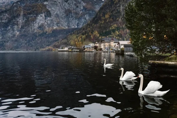 Όμορφοι Λευκοί Κύκνοι Αντανακλάσεις Στη Λίμνη Hallstatter Που Βρίσκεται Στο — Φωτογραφία Αρχείου