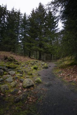 Yağmurlu bir günde ormandaki kayalıklarda yeşil yosun.
