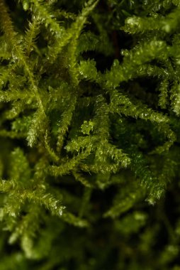 Ormandaki yeşil yosunların yakın fotoğrafını çek.