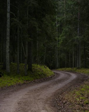 Karanlık ve kasvetli bir günde ormandaki toprak yol..
