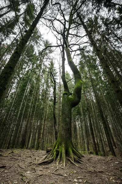 Großer Baum Mit Ausdrucksstarken Wurzeln Bedeckt Mit Grünem Moos — Stockfoto