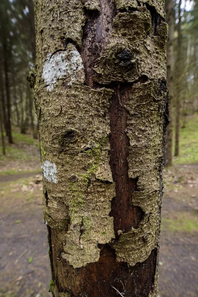 Sprucken Träbark Ett Litet Träd — Stockfoto