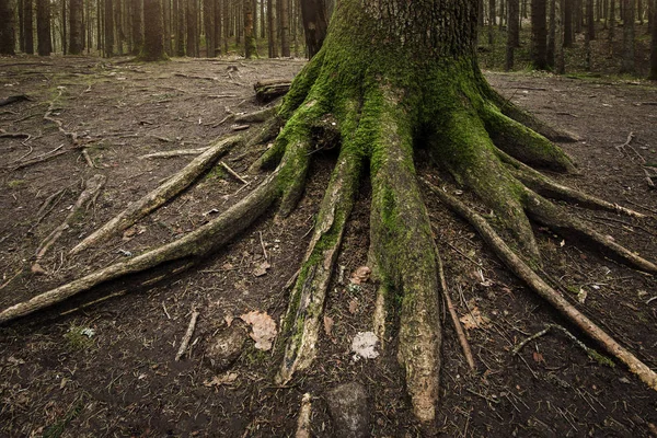 Árbol Grande Con Raíces Expresivas Cubierto Musgo Verde —  Fotos de Stock