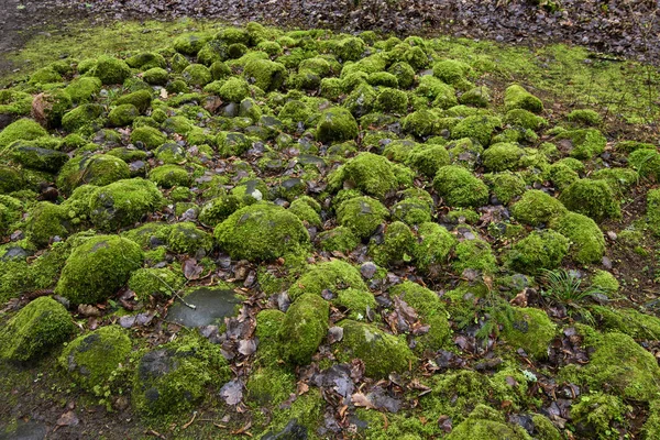 Musgo Verde Nas Rochas Floresta Durante Dia Chuvoso — Fotografia de Stock