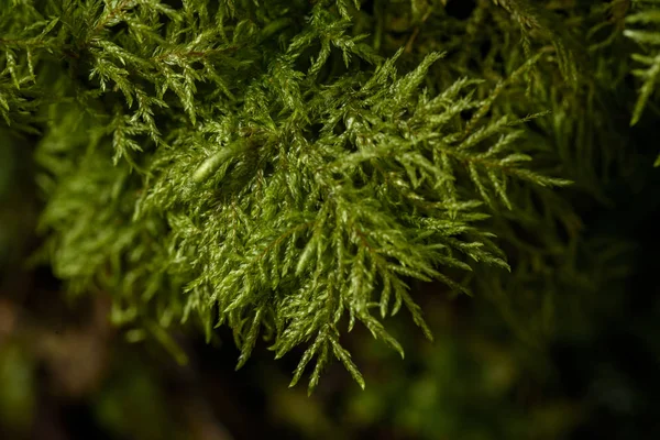 Fechar Foto Musgo Verde Floresta — Fotografia de Stock