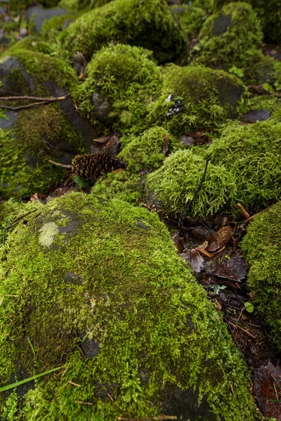 Musgo Verde Nas Rochas Floresta Durante Dia Chuvoso — Fotografia de Stock