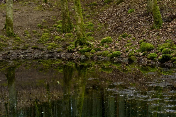 Groene Mos Rotsen Het Bos Tijdens Regenachtige Dagen — Stockfoto