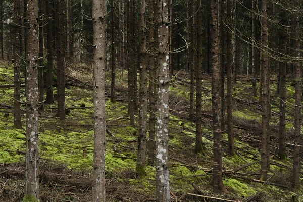 Floresta Escura Temperamental Durante Dia Chuvoso — Fotografia de Stock