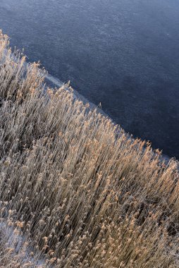 Donmuş nehir, kıyı şeridi buz gibi sazlıklarla kaplı..
