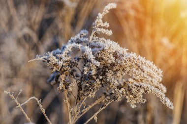 Kış gündoğumu boyunca makro kaplama çimenler don ile kaplıdır .