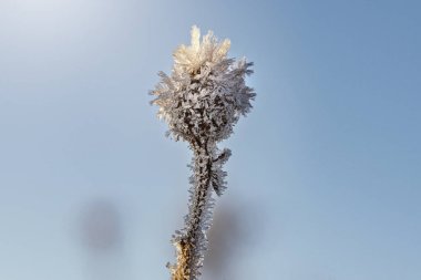 Kış gündoğumu boyunca makro kaplama çimenler don ile kaplıdır .