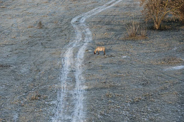 Wildpferde Jelgava Bei Frostigem Wintermorgen — Stockfoto