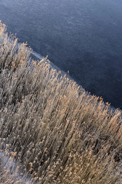 Frozen River Coastline Covered Frosty Reeds — 스톡 사진