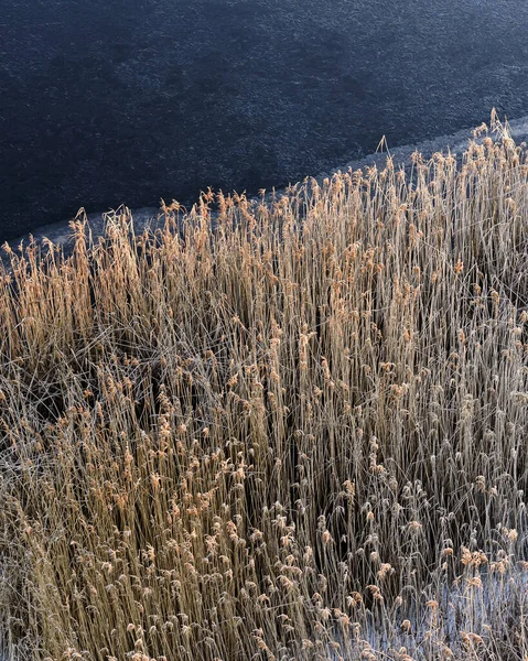 Frozen River Coastline Covered Frosty Reeds — 스톡 사진