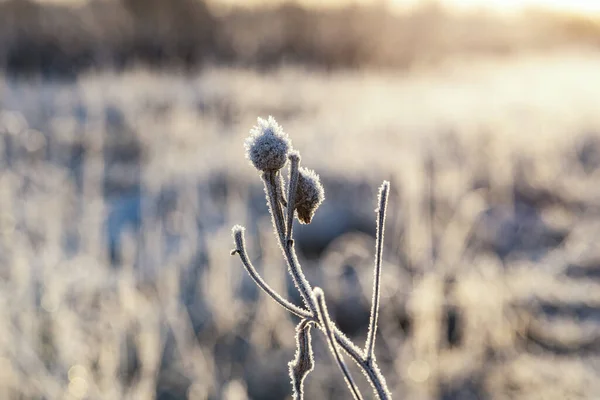 Gras Makro Nahaufnahme Mit Frost Bedeckt Winter Sonnenaufgang — Stockfoto