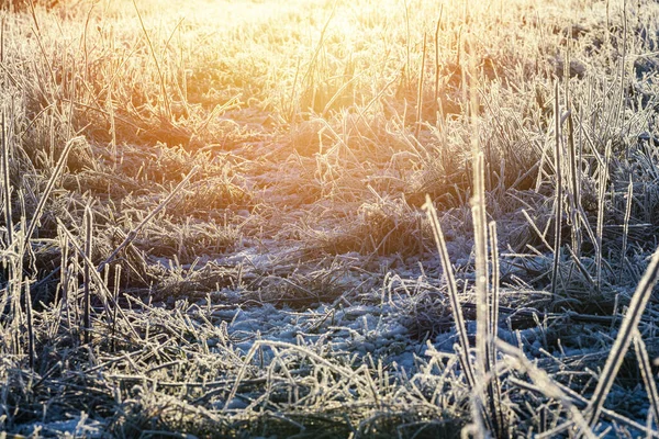 Zimowy Wschód Słońca Zewnątrz Mrozem Trawie — Zdjęcie stockowe