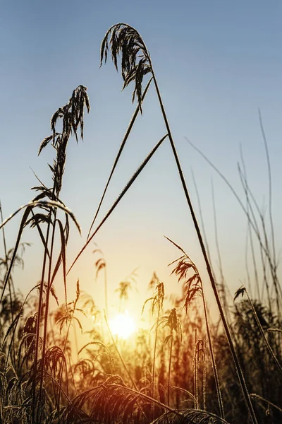 Зимовий Схід Сонця Відкритому Повітрі Морозами Траві — стокове фото