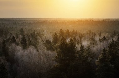 Renkli gündoğumu gökyüzü ve önplanda soğuk orman kış sabahı boyunca.