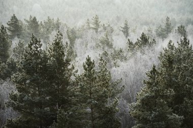 Soğuk kış sabahı gündoğumu sırasında ormanda buzlu ağaçlar, yakın plan çekilmiş. 