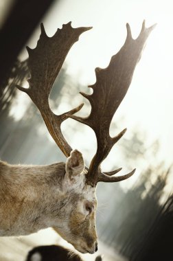 Soğuk kış sabahı yan görünüşlü genç geyik.