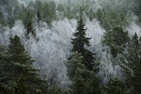 Soğuk kış sabahı gündoğumu sırasında ormanda buzlu ağaçlar, yakın plan çekilmiş. 
