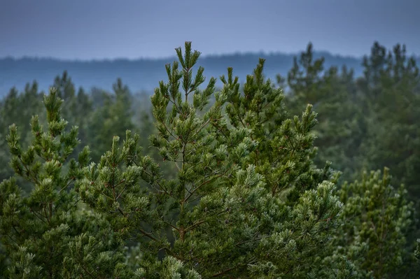Mroźne Drzewa Lesie Podczas Mroźnego Zimowego Poranka Wschód Słońca Przechwytywane — Zdjęcie stockowe