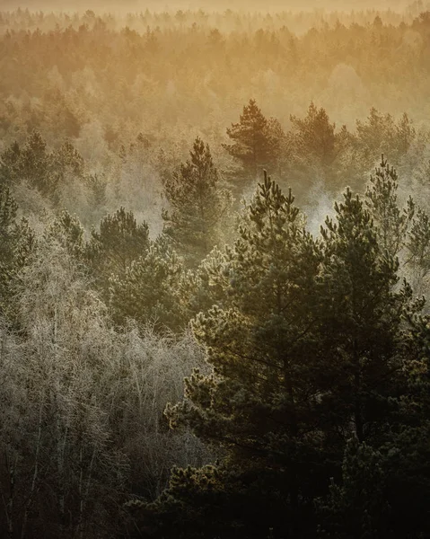 Alberi Ghiacciati Nella Foresta Durante Alba Fredda Della Mattina Inverno — Foto Stock