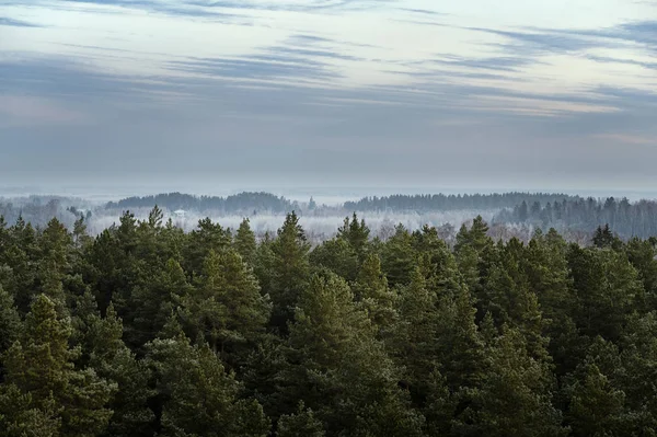 Alberi Ghiacciati Nella Foresta Durante Alba Fredda Della Mattina Inverno — Foto Stock