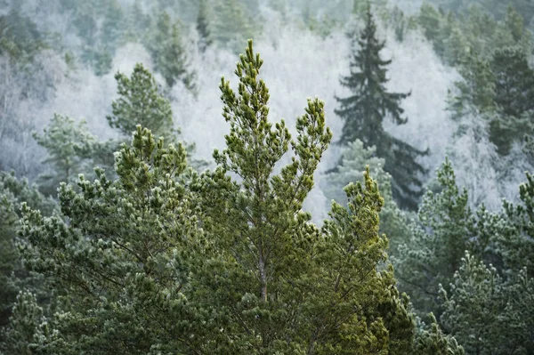 해돋이 서리가 내리는 나무들 가까이 — 스톡 사진