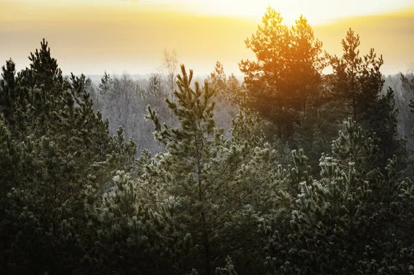 Kleurrijke Zonsopgang Hemel Met Ijzig Bos Voorgrond Tijdens Winterochtend — Stockfoto