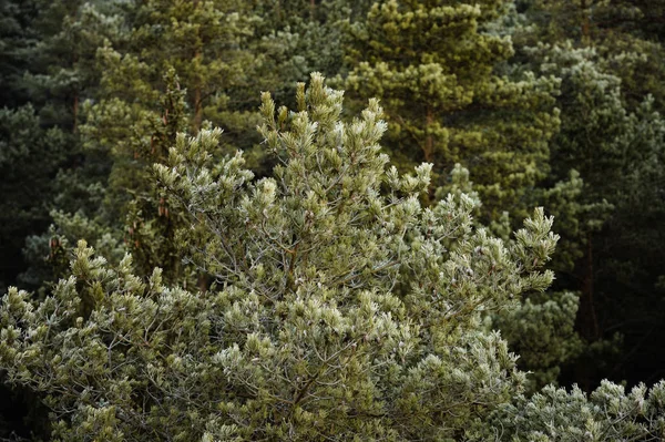 Árvores Geladas Floresta Durante Frio Amanhecer Inverno Capturados Close — Fotografia de Stock
