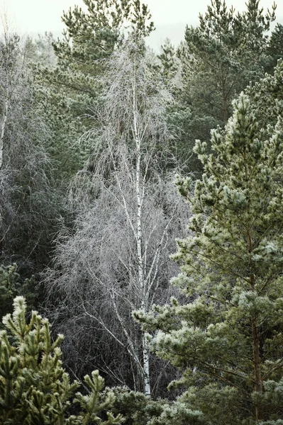 Frostige Bäume Wald Bei Kaltem Wintermorgen Sonnenaufgang Eingefangen Nahaufnahme — Stockfoto