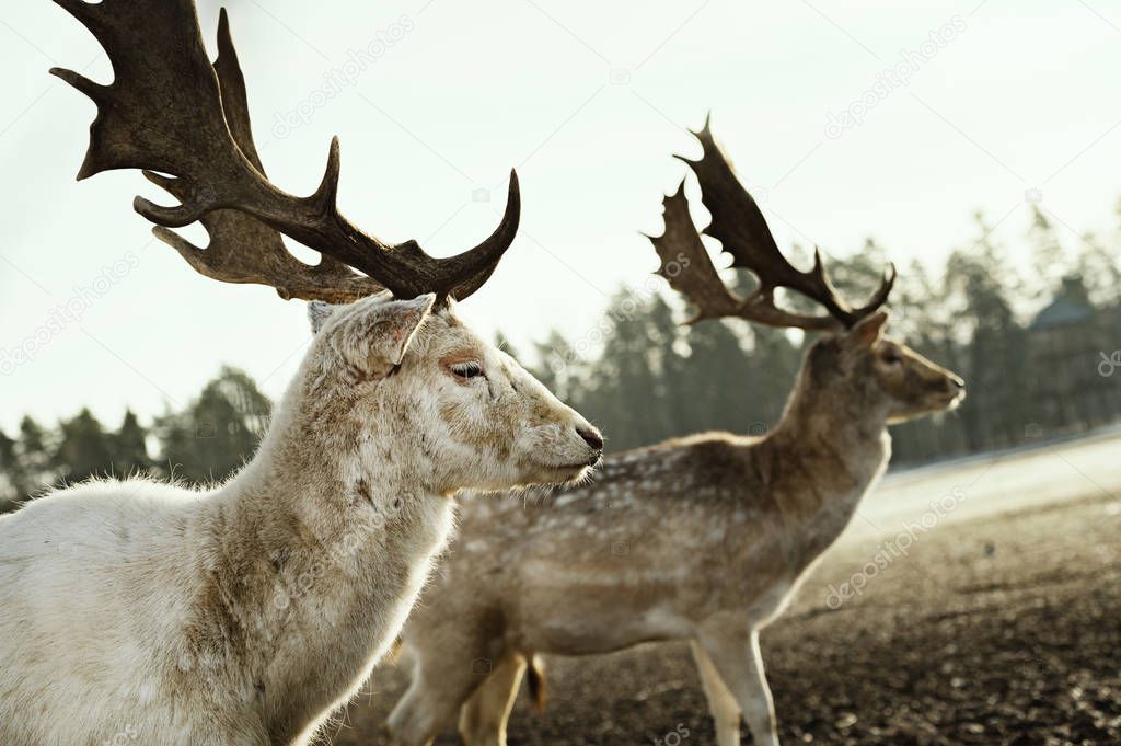 Young deer couple from side profile during winter morning.