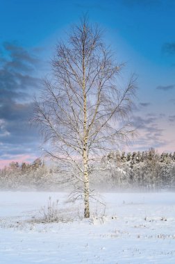 Kış gündoğumu karla kaplı tarlada sis tabakası ve yapayalnız bir ağaçla.