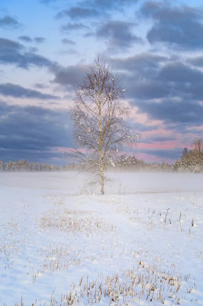 Winter sunrise over snow covered field with a layer of fog and a lonely tree.