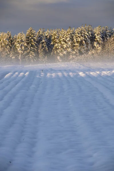 Amanecer Invierno Sobre Campo Cubierto Nieve Con Una Capa Niebla — Foto de Stock