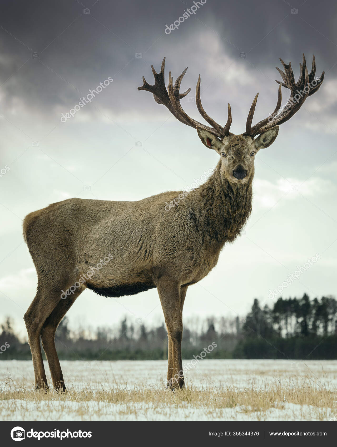 Deer Antler- Large — Priscilla Woolworth Store