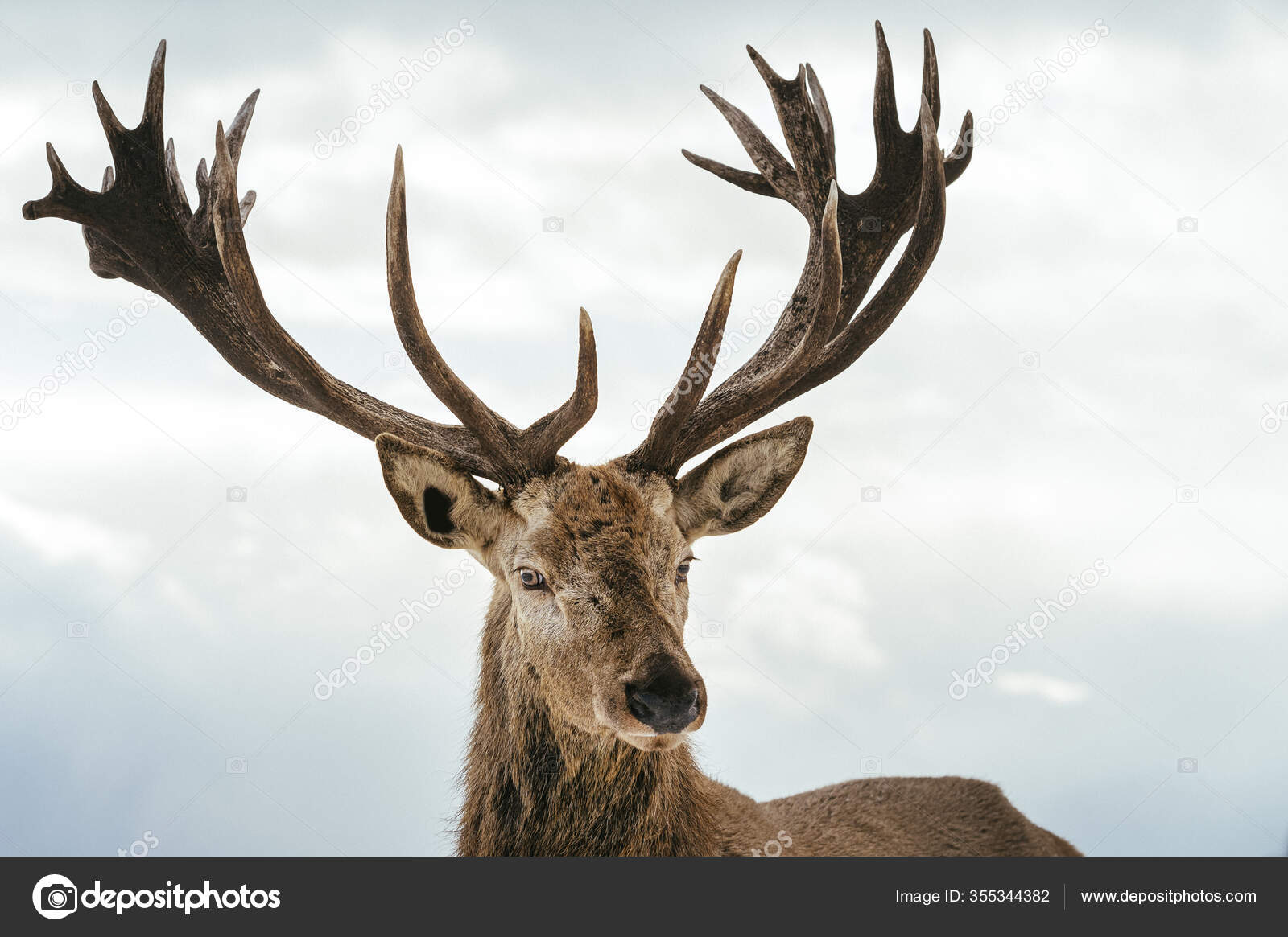 Ciervo Macho Con Cuernos Grandes Hermosos Durante Invierno Campo — Foto de  stock #355344382 © valdisskudre, image size:1600x1165