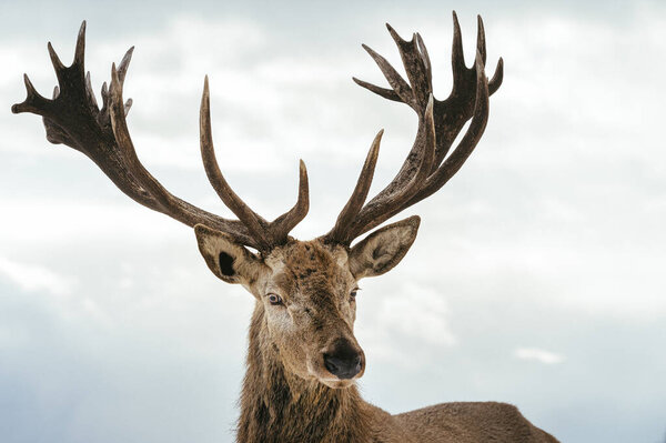 Male deer with big beautiful horns during winter on the field