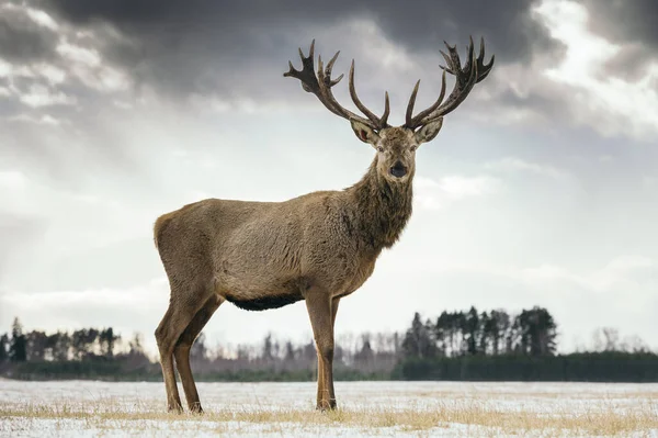 Veado Macho Com Grandes Chifres Bonitos Durante Inverno Campo — Fotografia de Stock