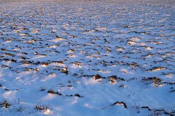 Agriculture Field Snow Sunset — Photo