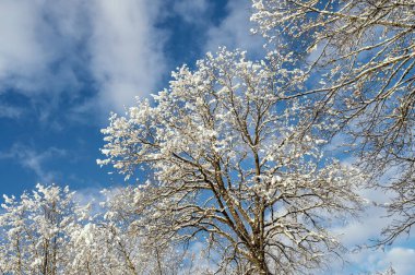 Kış mevsiminde kar, mavi gökyüzü arkaplanlı açık bir günde ağaç dallarını kaplamıştı.