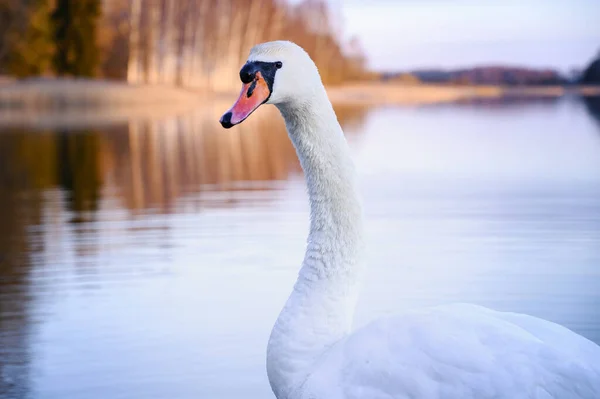 Bellissimo Cigno Bianco Che Nuota Nel Lago Durante Alba Colorata — Foto Stock