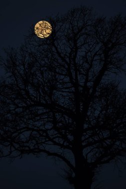Güneş doğarken bir ağaç siluetiyle süper ay.. 